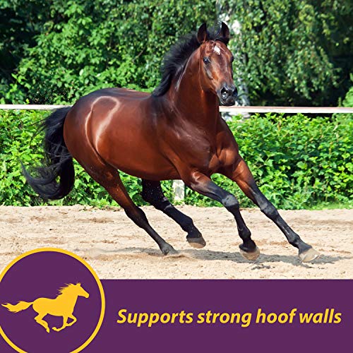Vita Biotin Crumbles Horse Hoof Supplement (Biotin / 20 pounds)