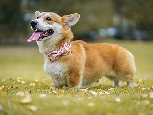 Dog Collar with Bow (Peach Floral / Large (Pack of 1))