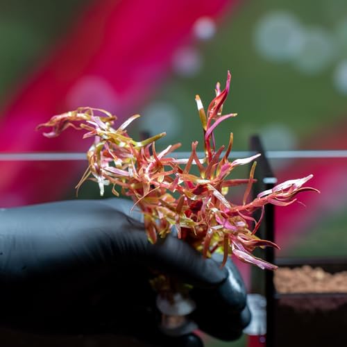 Live Aquarium Stem Plants (Lead Bunch - 1 Pack / Rotala Rotundifolia Orange Juice)