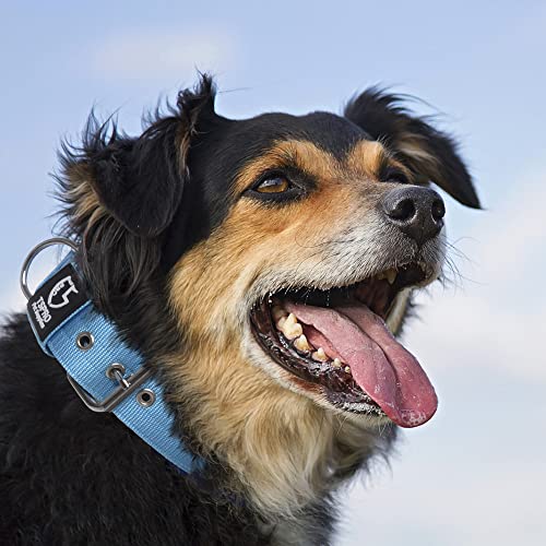 Heavy Duty Thick Dog Collar with Metal Buckle for Medium Dogs (M – Fits Neck 15.8"-18.9" / Basic Blue)