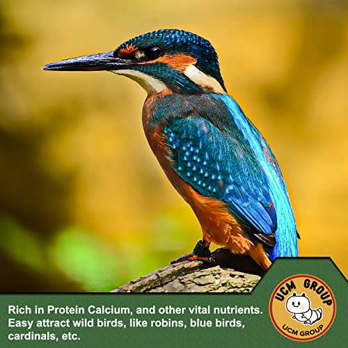 10LB Dried Mealworms for Wild Birds (10 Pound (Pack of 1))