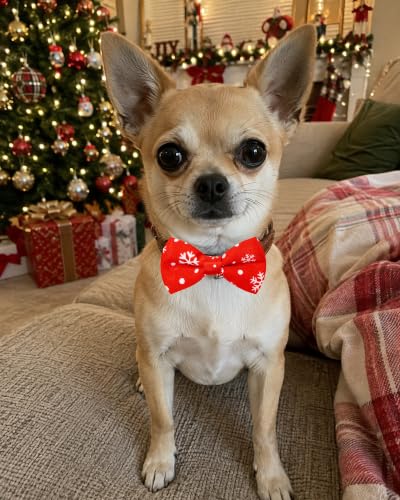 10 Pack Christmas Dog Bowties for Small Dogs Sliding on Collar (S/M)