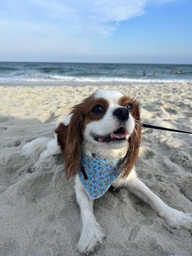 Dog Bandana Fabric Summer Dogs Kerchief for Small Medium Large Dogs (Beach Ball / Small (Pack of 1))