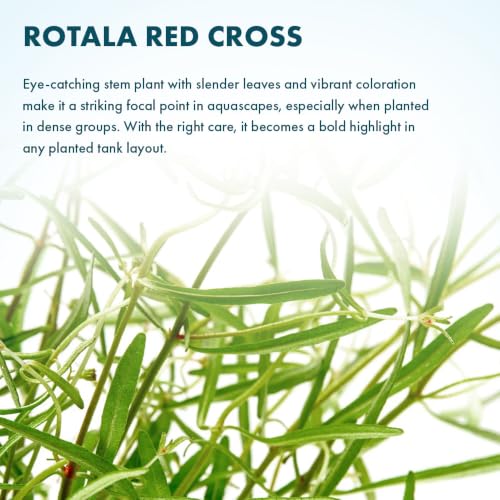 Live Plant Rotala Red Cross (Lead Bunch - 1 Pack / Rotala Red Cross)