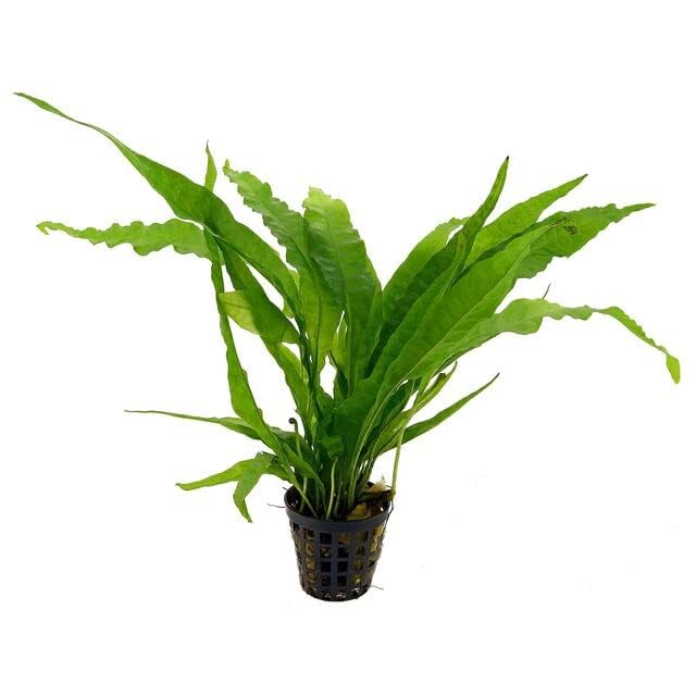 Potted Microsorum Plants (Potted Microsorum Broad)