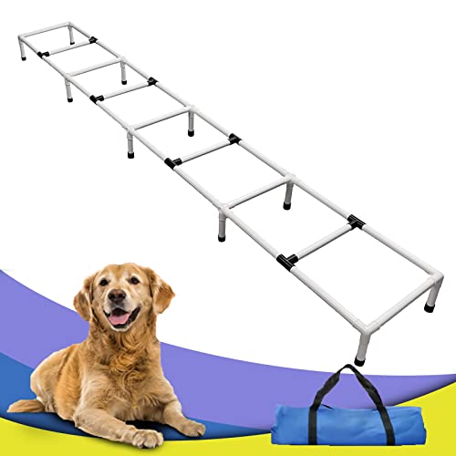 Dogs Agility Training Ladder