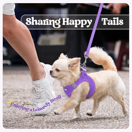 Dog Harness Small Sized and Leash Set (Purple / Xxxs (chest: 10.8 - 11.8"))