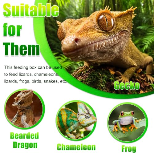 Reptile Anti Escape Feeding Bowl (Wall-Mounted Feeding Bowl / Medium)