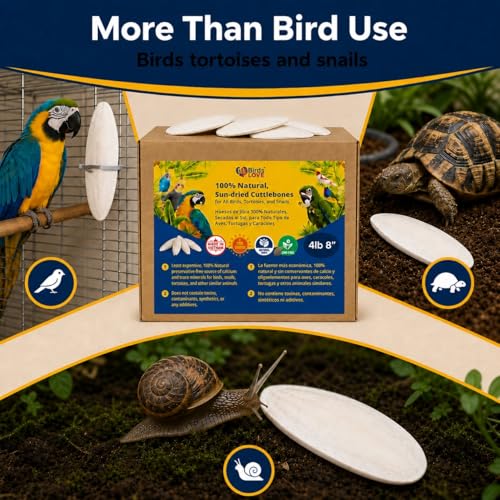 7.5 8" Cuttlebones for Birds