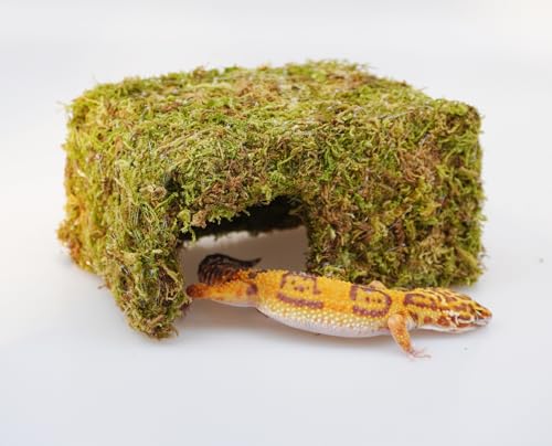 Leopard Gecko Tank Accessories