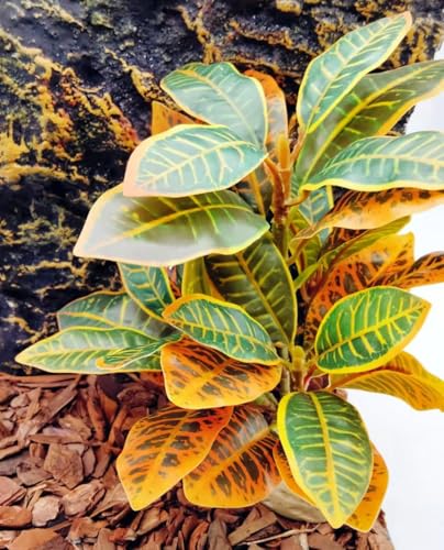 Reptile Plants Terrarium Decor (Gradient)