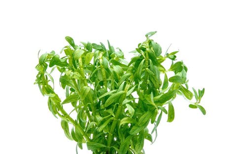 Live Aquarium Stem Plants (Pot - 1 Pack / Staurogyne Porto Velho)
