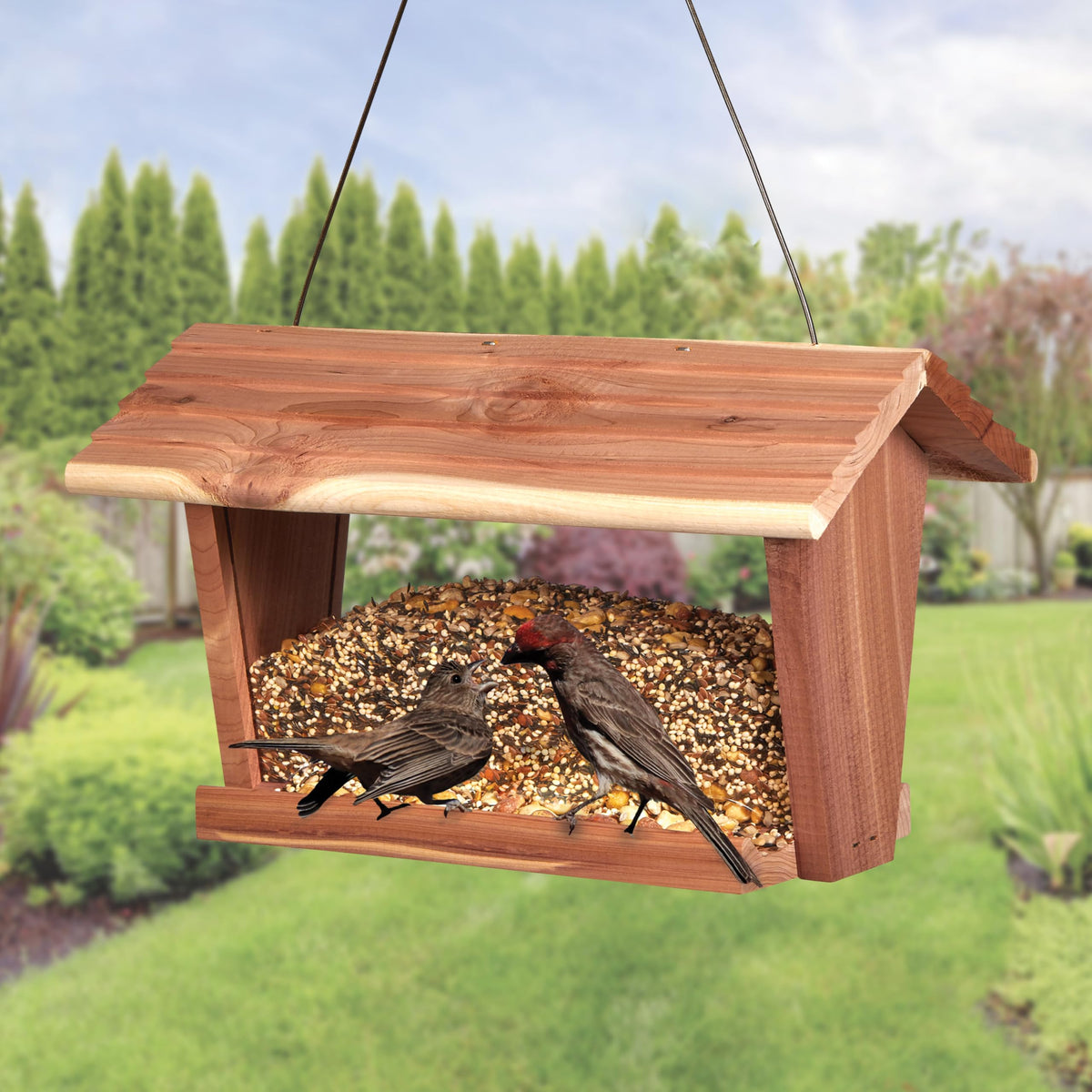 Wild Bird Food (Summer Nesting)