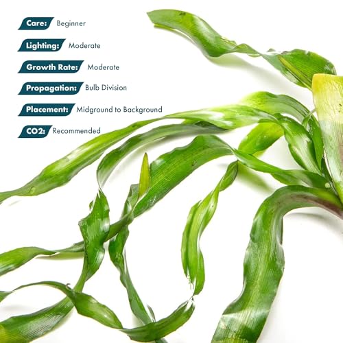 Live Plants Thai Onion Plant (Bulb - 1 Pack / Crinum Thaianum)