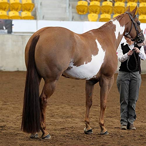 Horse Tail Extensions with Braided Horsehair Loop (1/2 LB (34"-36") / Dark Sorrel)