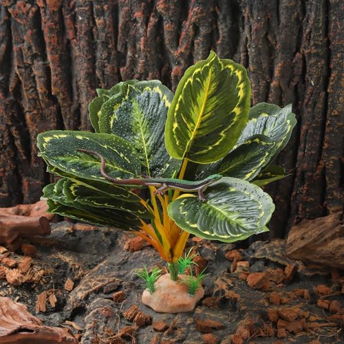 Reptile Plants (Calathea Makoyana B)