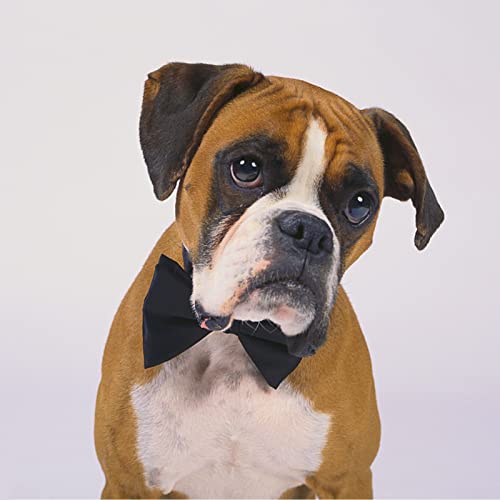 Dog Collar Bowties (Large)