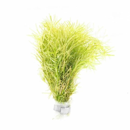 Live Aquarium Stem Plants (Lead Bunch / Rotala Nanjenshan)