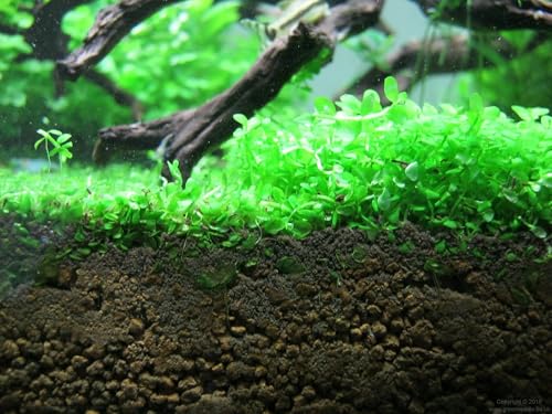 Foreground Potted Live Aquarium Plants (Potted Monte Carlo)