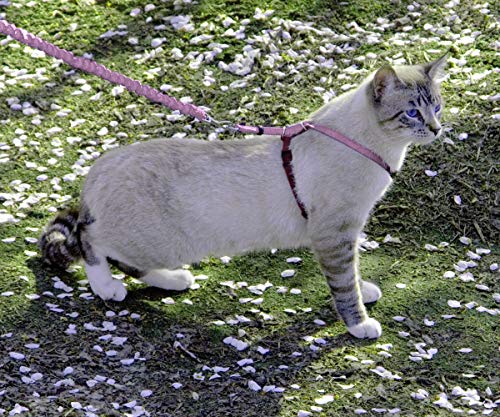 Come with Me Kitty Harness and Bungee Cat Leash (Medium (Pack of 1) / Dusty Rose)