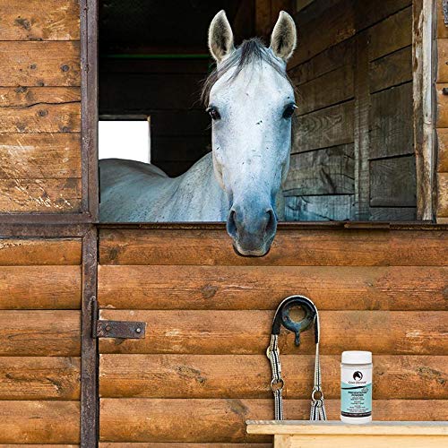 Daily Preventative Powder & Rain Rot Treatment for Horses (16 oz)