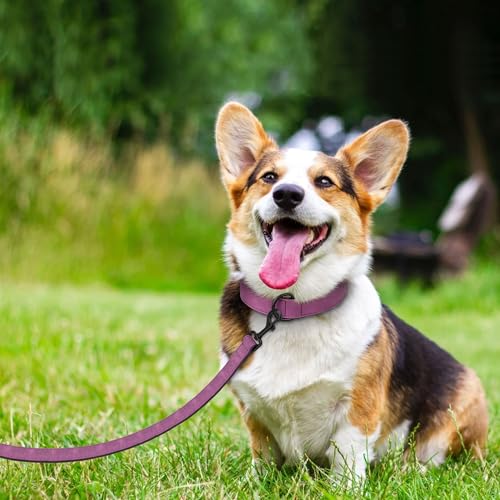 PU Leather Dog Collar and Leash Set (M: Neck 11-15", Width ¾" / Purple Set)
