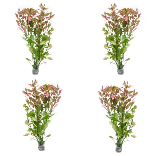 Live Aquarium Stem Plants (Lead Bunch - 4 Pack / Hygrophila Lancea 'Araguaia')