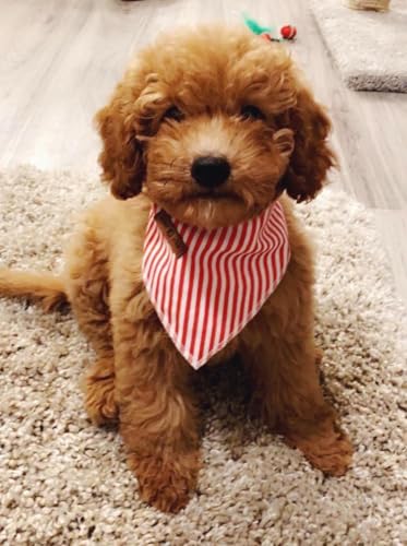 Dog Bandana for Small Medium Large Dogs (Red&White Stripe / Large (Pack of 1))