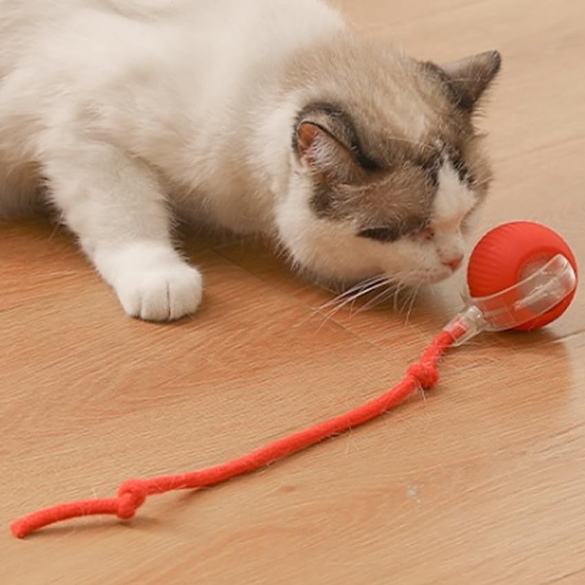 Cat and Small Dog Toy Ball with Tail Rope (Red)