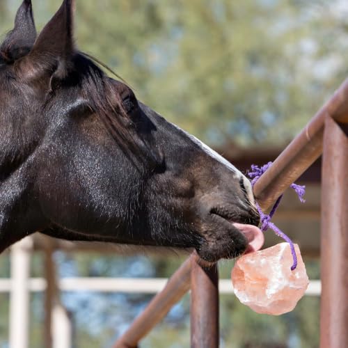 Himalayan Salt Block on Rope for Horses (2.2 Pound (Pack of 1))