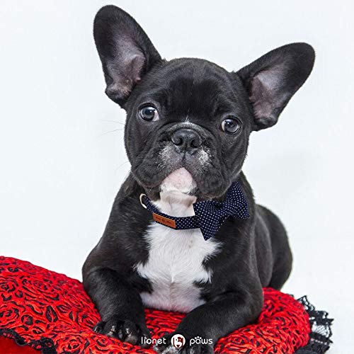 Boy Dog Collar with Bowtie (Blue Point / XX-Small (Pack of 1))