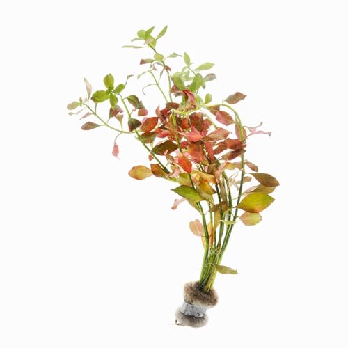 Live Plants Ludwigia Ovalis (Lead Bunch - 4 Pack / Ludwigia Ovalis)