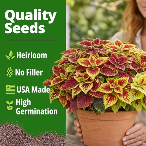 Rainbow Coleus 900 Flower Seeds Plectranthus scutellarioides