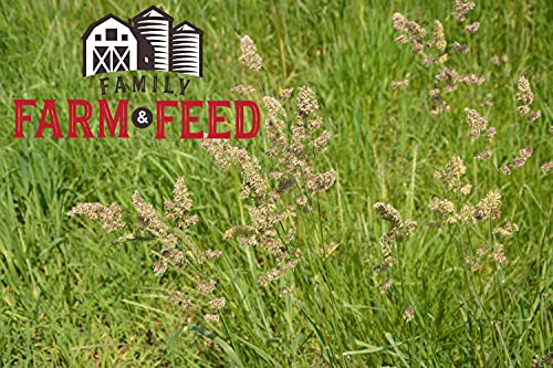 Timothy Grass Food
