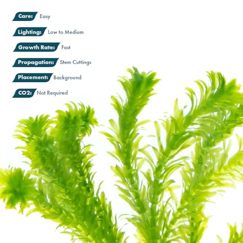 Live Plant Anacharis (Lead Bunch - 1 Pack / Egeria Densa)