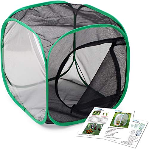 Insect and Butterfly Habitat Cage Terrarium Pop (Black With Green / 12 x 12 x 12 inches)