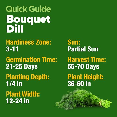 Bouquet Dill Seeds