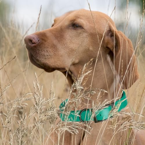 Biothane Waterproof Dog Collar Strong Coated Nylon Webbing with Black Hardware Odor (W5/8" x L12-15" / Teal)