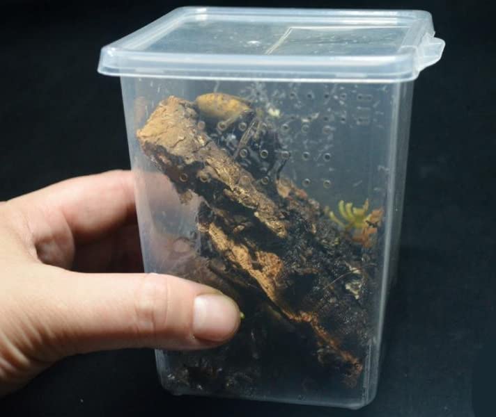 Small Reptile breeding Box Spider Terrarium freeding Box for arboreal Tarantula Scorpion Sling Lizards Mantis Jumping Spider Snail Insect Isopods Terrariums Breeding Box