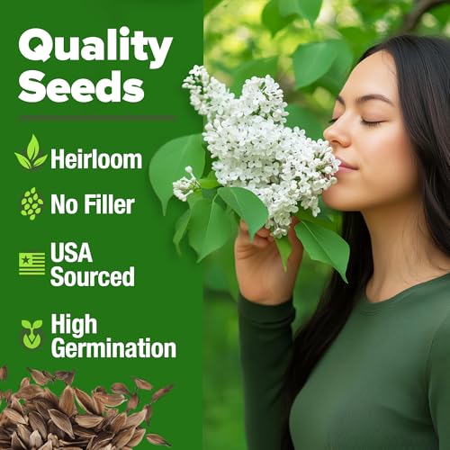 White Lilac Seeds