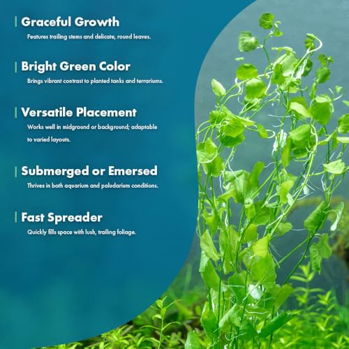 Live Plant Japanese Cress (Lead Bunch - 1 Pack / Cardamine Lyrata)
