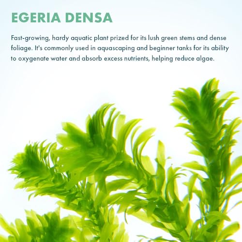 Live Plant Anacharis (Lead Bunch - 1 Pack / Egeria Densa)