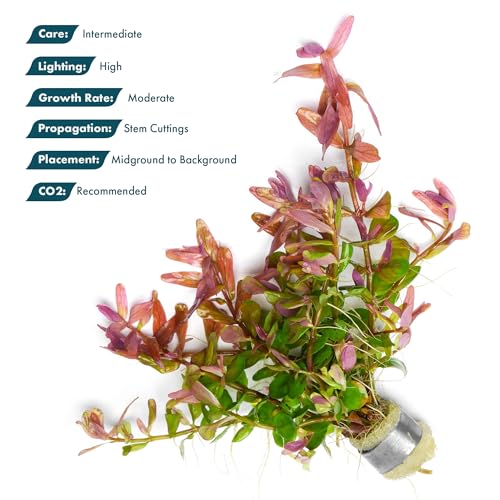 Live Plant Rotala Fujian (Lead Bunch - 1 Pack / Rotala Fujian)