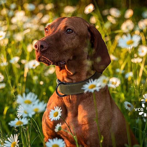 Soft PU Leather Dog Collar (XL: Neck 17-23", Width 1¼" / Dark Green)