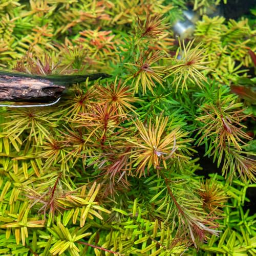 Live Aquarium Stem Plants (Lead Bunch / Rotala Bossii)