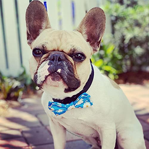 Pet Bow Tie for Dogs & Cats (Small)