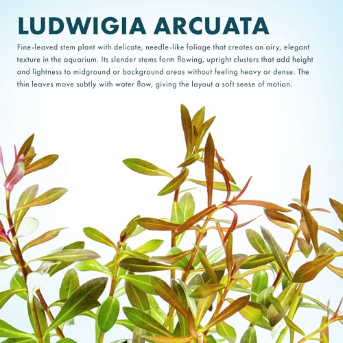 Live Aquarium Stem Plants (Lead Bunch - 4 Pack / Ludwigia Arcuata)