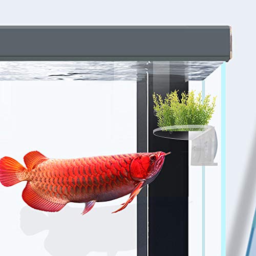 2Pack Aquarium Shelf
