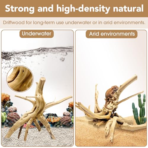 Natural Large Spiderwood Driftwood for Aquarium Decor Rptile Fish Tank Decoration Assort Branch 13 (Spiderwood 13 to 16 Inch (Pack of 1))