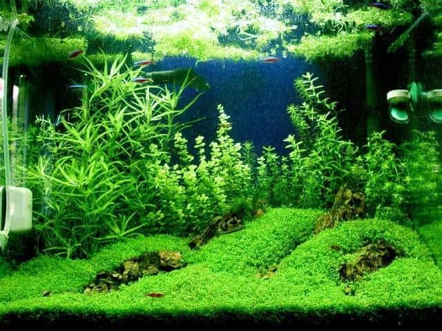 Foreground Potted Live Aquarium Plants (Potted Dwarf Baby Tears)